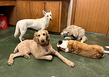 Pixee's Paws Pet Palace Dog Boarding - Arlington, TX Dog Training - Professional Highlights
