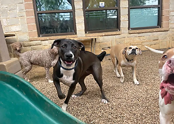 Pixee's Paws Pet Palace Dog Boarding Pixee's Paws Pet Palace Dog Boarding - Arlington, TX Dog Training - Sample Image
