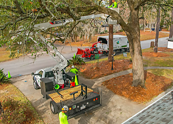 North Charleston Tree Services Planet Green Tree Service