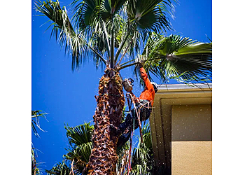 Plantation Tree Services - Pembroke Pines, FL Tree Services - Service Image