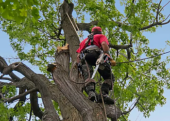 Plantation Tree Services - Pembroke Pines, FL Tree Services - Outdoor Work Image