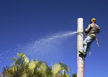 Plantation Tree Services Plantation Tree Services - Pembroke Pines, FL Tree Services - Team Working Image