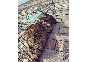 Detroit Animal Removal Platinum Wildlife Removal