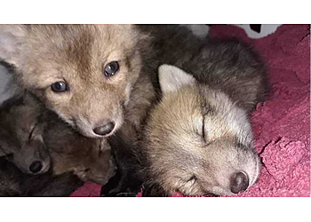 Detroit Animal Removal Platinum Wildlife Removal