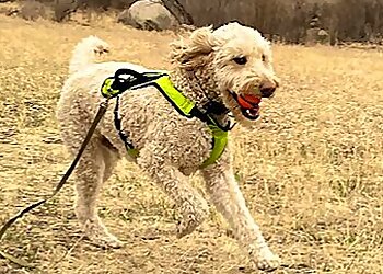 Colorado Springs Dog Walkers PlayTime Pet Sitters & Dog Walkers of Colorado Springs