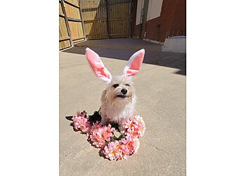 Columbus Pet Grooming Playful Pups