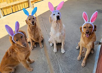 Columbus Pet Grooming Playful Pups