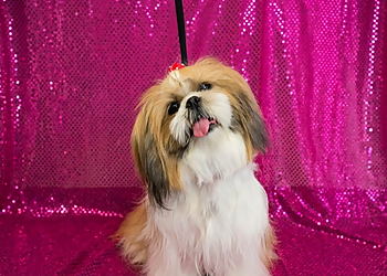Plush Pups pet boutique and spa - Riverside, CA Pet Grooming - Service Image