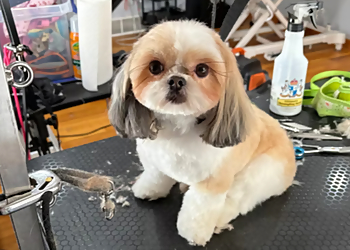 Plush Spa Syracuse Pet Grooming image 1