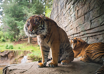 Tacoma Places To See Point Defiance Zoo & Aquarium