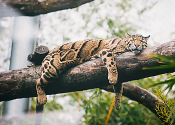 Tacoma Places To See Point Defiance Zoo & Aquarium