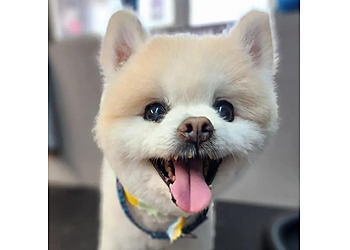 Mesquite Pet Grooming Polished Pooches