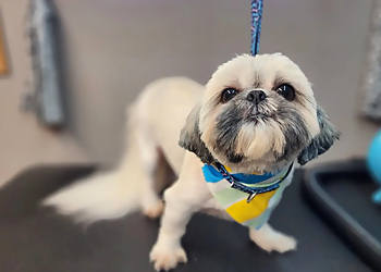 Mesquite Pet Grooming Polished Pooches