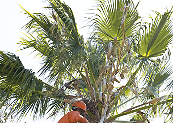 Berkeley Tree Services Ponderosa Tree Service