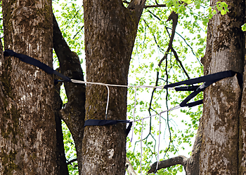 Berkeley Tree Services Ponderosa Tree Service