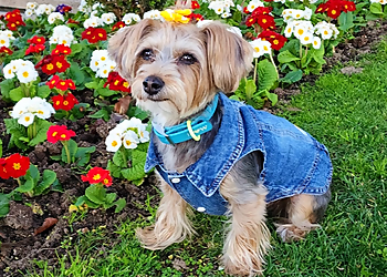 Glendale Pet Grooming Pooch Pawlor