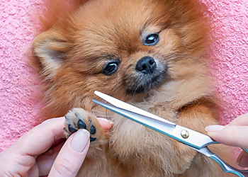 Glendale Pet Grooming Pooch Pawlor