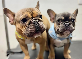 Miami Pet Grooming Poochie On Your Block