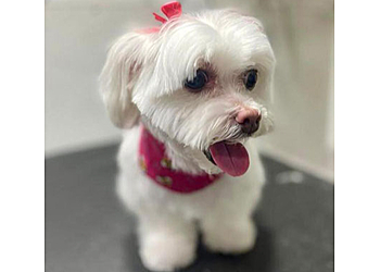 Miami Pet Grooming Poochie On Your Block