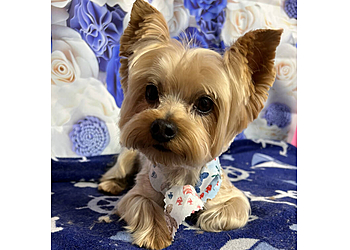 Poochie On Your Block Miami Pet Grooming image 1