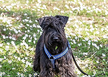 Birmingham Dog Walkers Poodah’s Dog Walking and Sitting Services