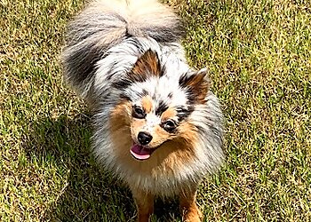 Birmingham Dog Walkers Poodah’s Dog Walking and Sitting Services