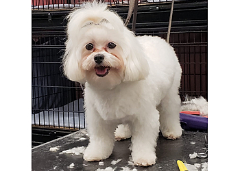 Fresno Pet Grooming Poodle Town USA