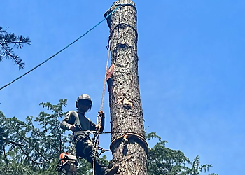 Virginia Beach Tree Services Poor Folks Tree Service, Inc.