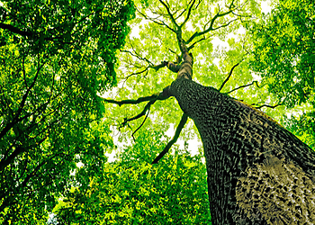 Virginia Beach Tree Services Poor Folks Tree Service, Inc.