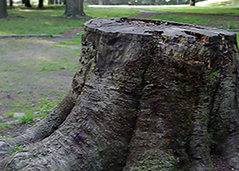 Yonkers Tree Services Potanovic & Sons Professional Tree Care, Inc.