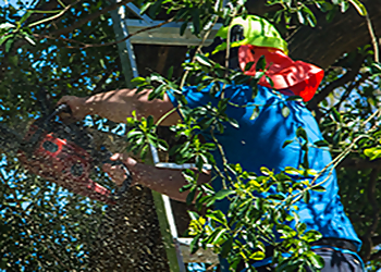Yonkers Tree Services Potanovic & Sons Professional Tree Care, Inc.