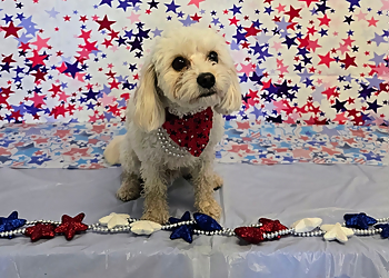 Sioux Falls Pet Grooming Precious Pet