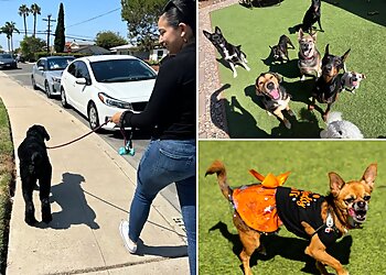 Chula Vista Dog Walkers Precious Pet Care
