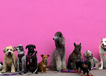 San Diego Dog Walkers Precious Pet Care San Diego