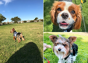 San Diego Dog Walkers Precious Pet Care San Diego