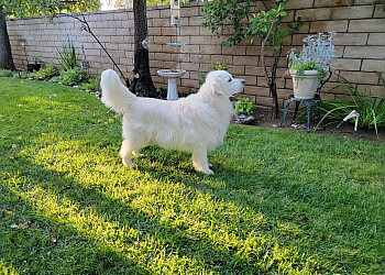 Precious Pets Grooming Salon - Santa Clarita, CA Pet Grooming - Service Image
