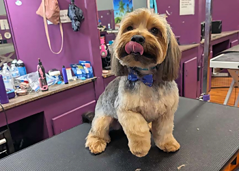 Montgomery Pet Grooming Precision Grooming Spa SUPERSTORE