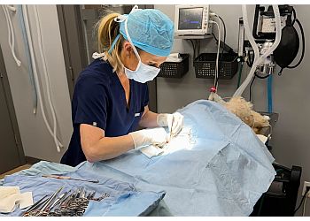 Joliet Veterinary Clinics Premier Paws Veterinary Service