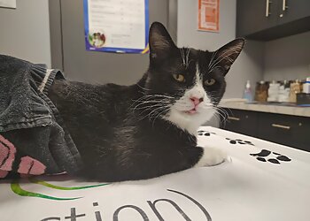 Joliet Veterinary Clinics Premier Paws Veterinary Service