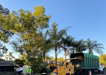 Orange Tree Services Premier Tree Experts