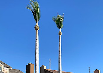 Orange Tree Services Premier Tree Experts