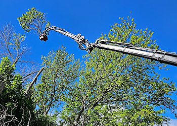 Des Moines Tree Services Premium Tree Service