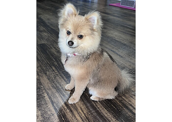 Virginia Beach Pet Grooming Preppie Pooch