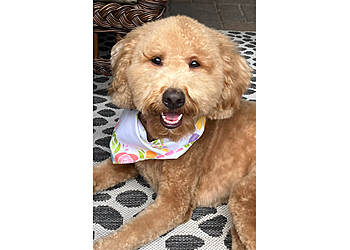 Gilbert Veterinary Clinics Prestige Animal Clinic