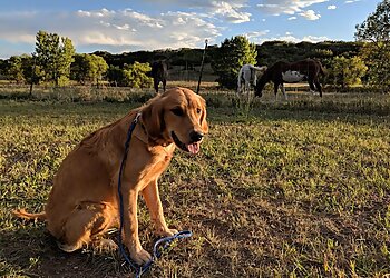 Sacramento Dog Training Prestige K9