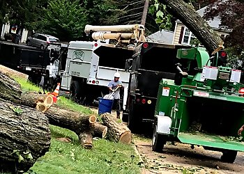 Philadelphia Tree Services Prestige Tree Service