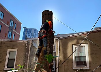 Philadelphia Tree Services Prestige Tree Service