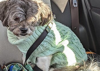 Baltimore Pet Grooming Prince Benji Dog Grooming