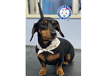 Hialeah Pet Grooming Princess And Dukes Pets Salon