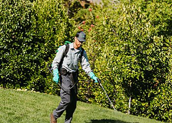 Sacramento Pest Control Companies Pro Active Pest Control